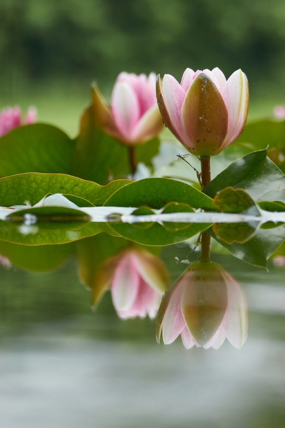 pink lotus flower in bloom during daytime