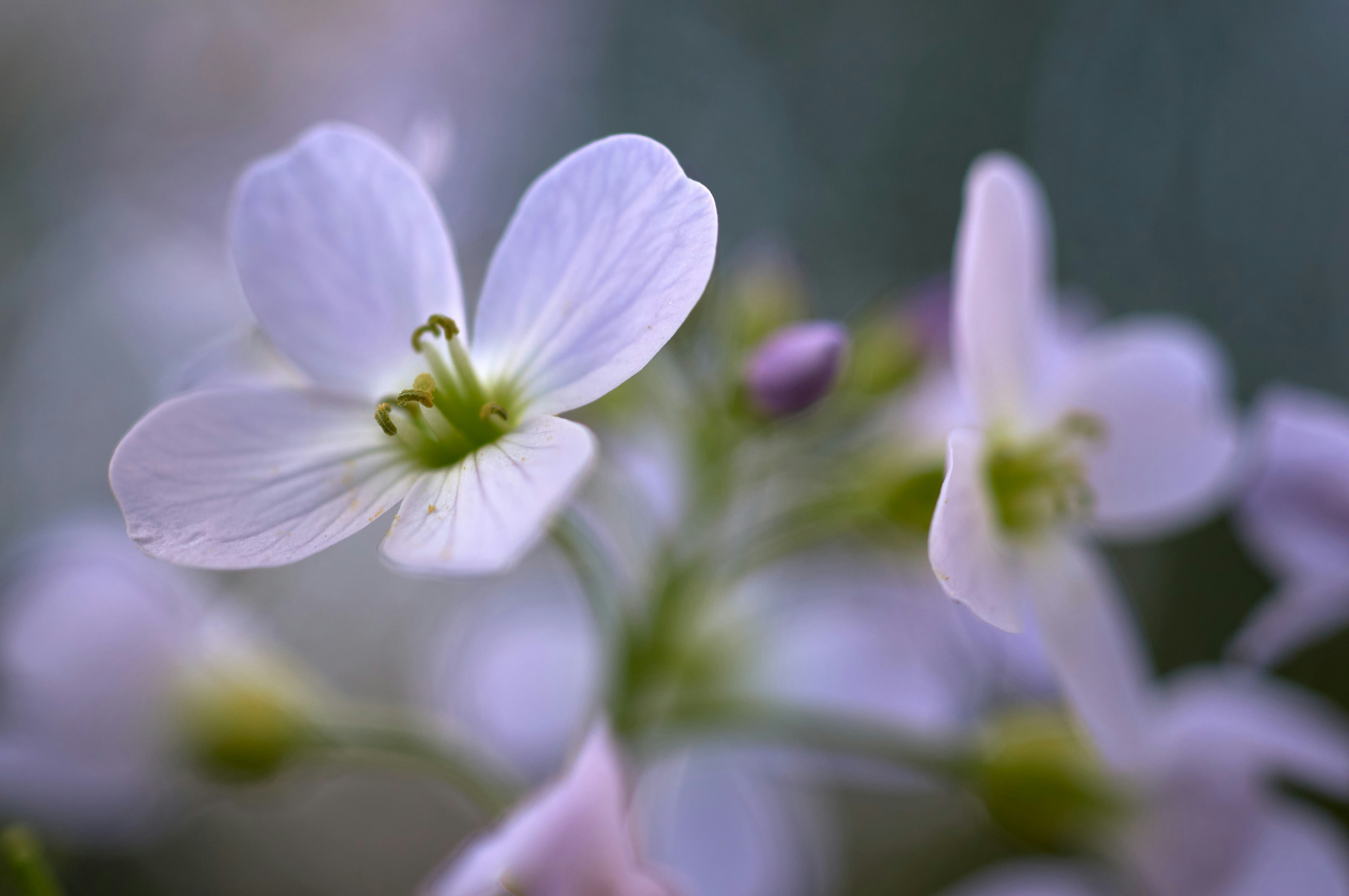 Photo by wolfgang_hasselmann