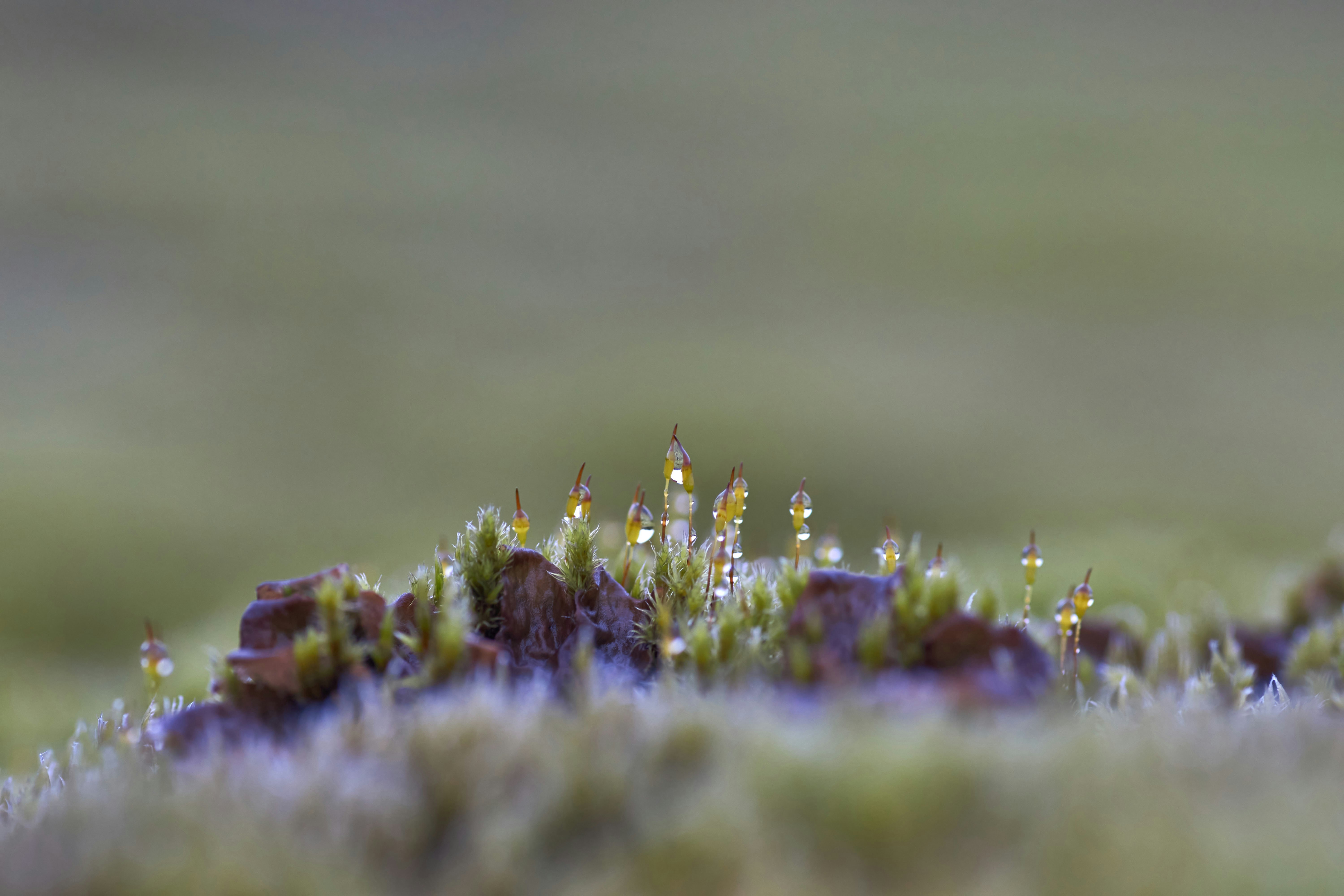 Photo by wolfgang_hasselmann