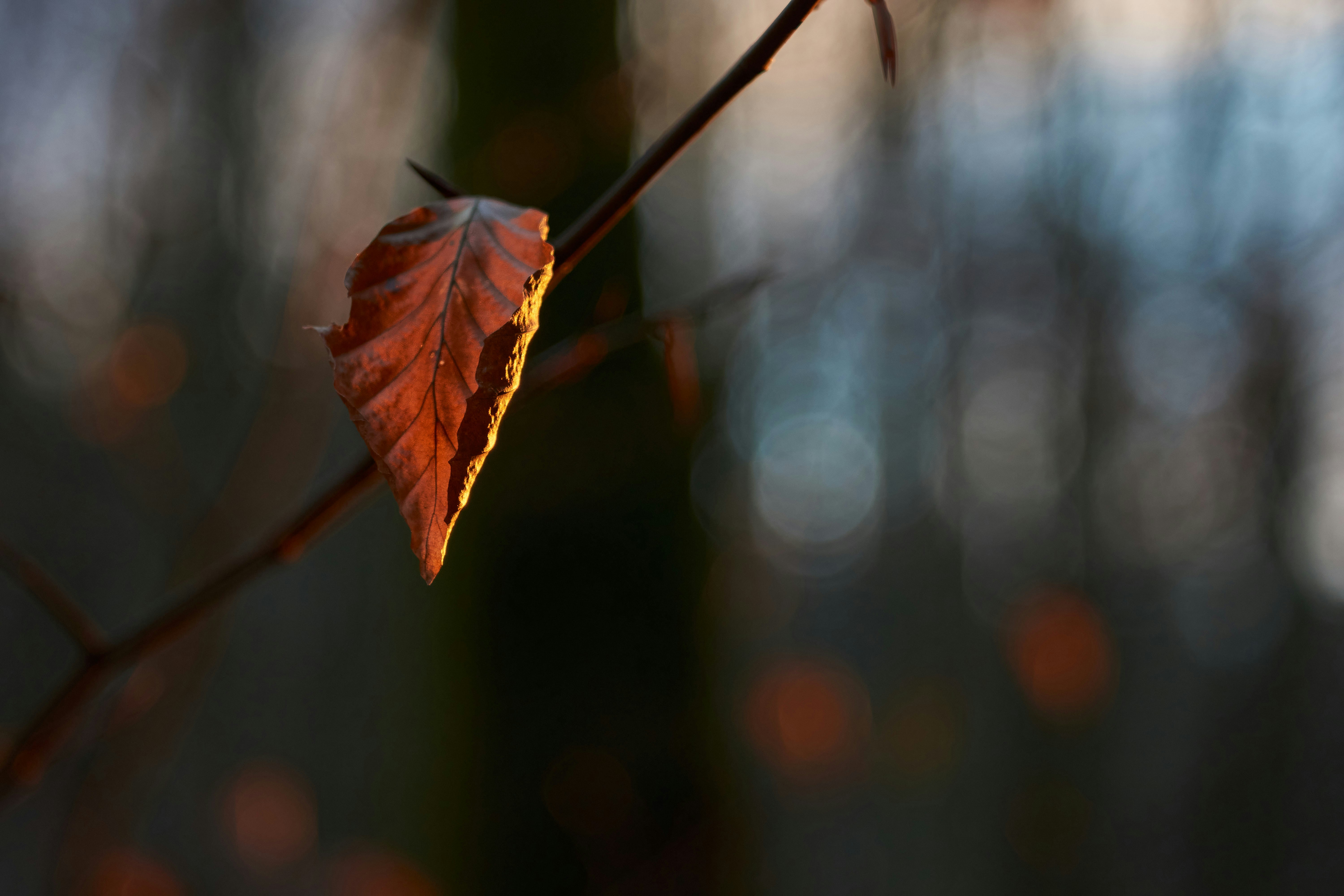 Photo by wolfgang_hasselmann