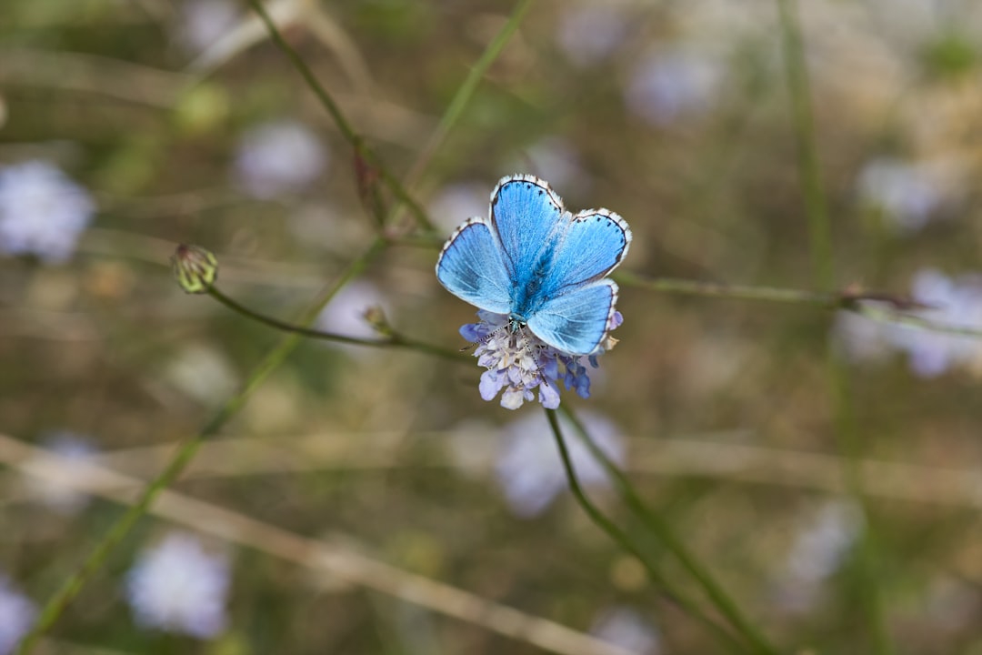 blue and white butterfly on blue flower