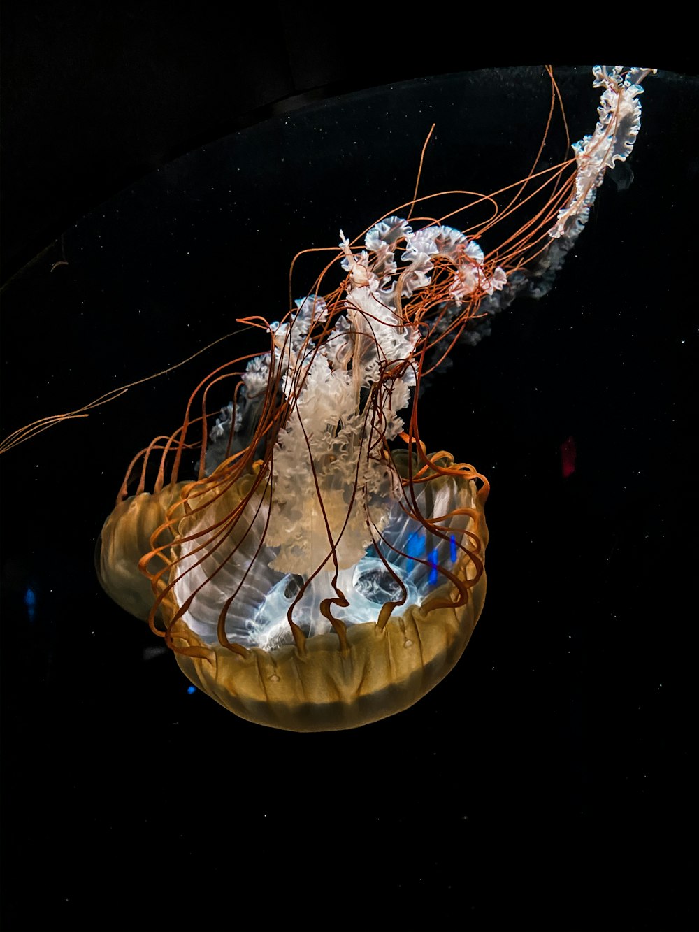 blue and white jellyfish in water