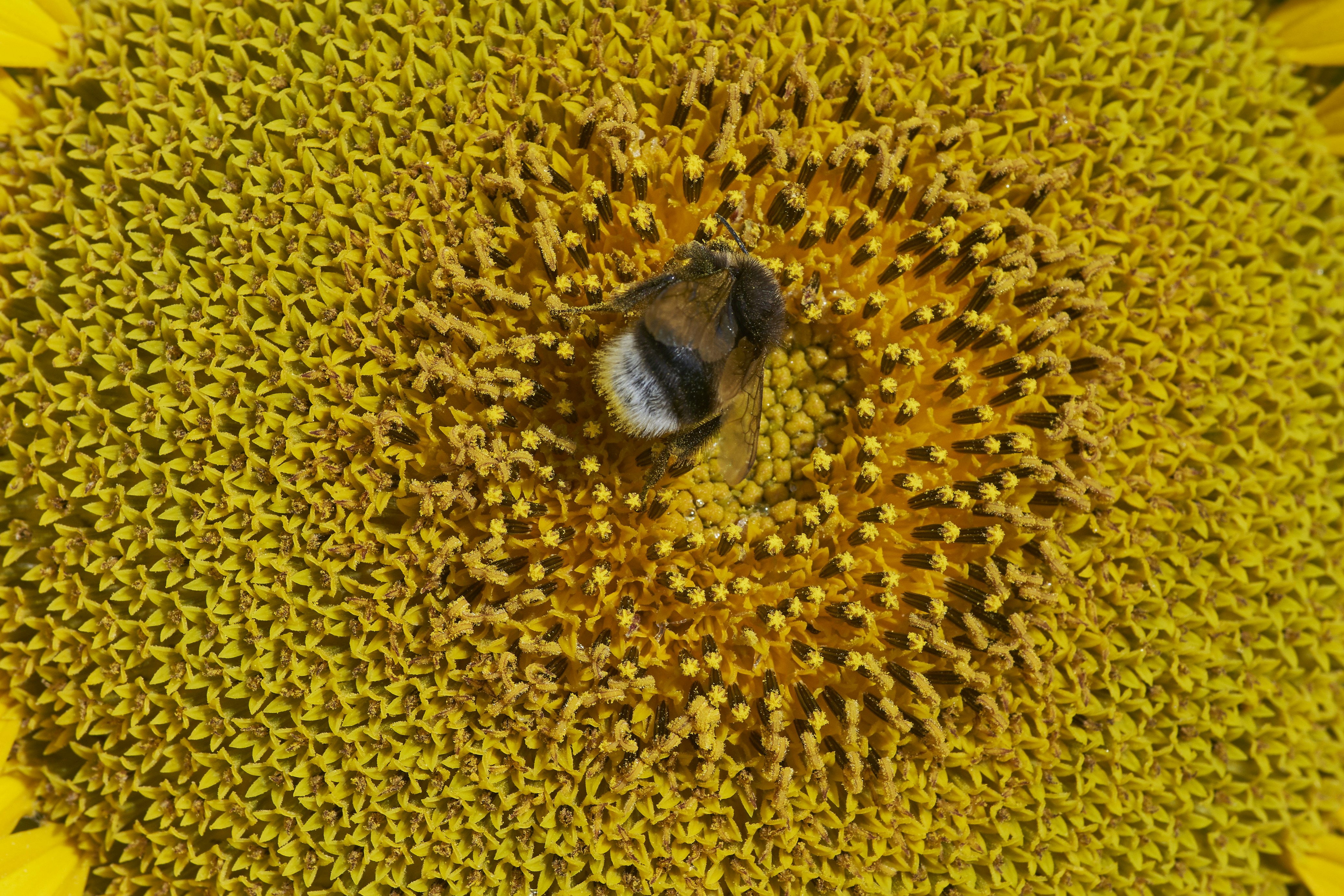 Photo by wolfgang_hasselmann