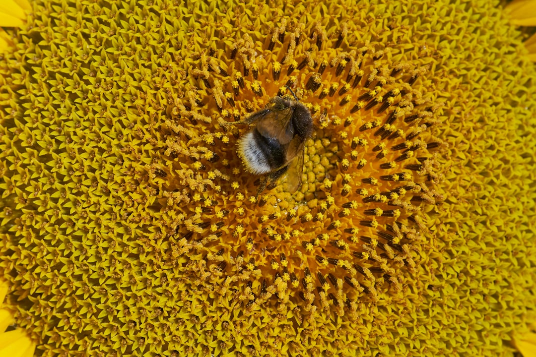 yellow sunflower in close up photography