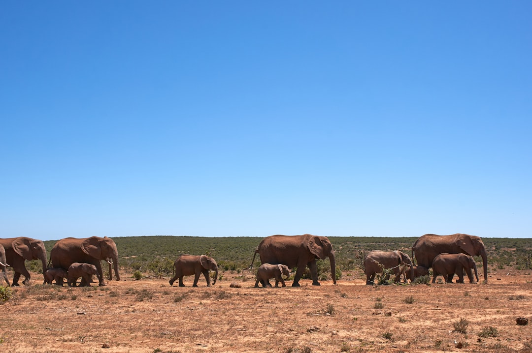 herd of horses on brown field under blue sky during daytime