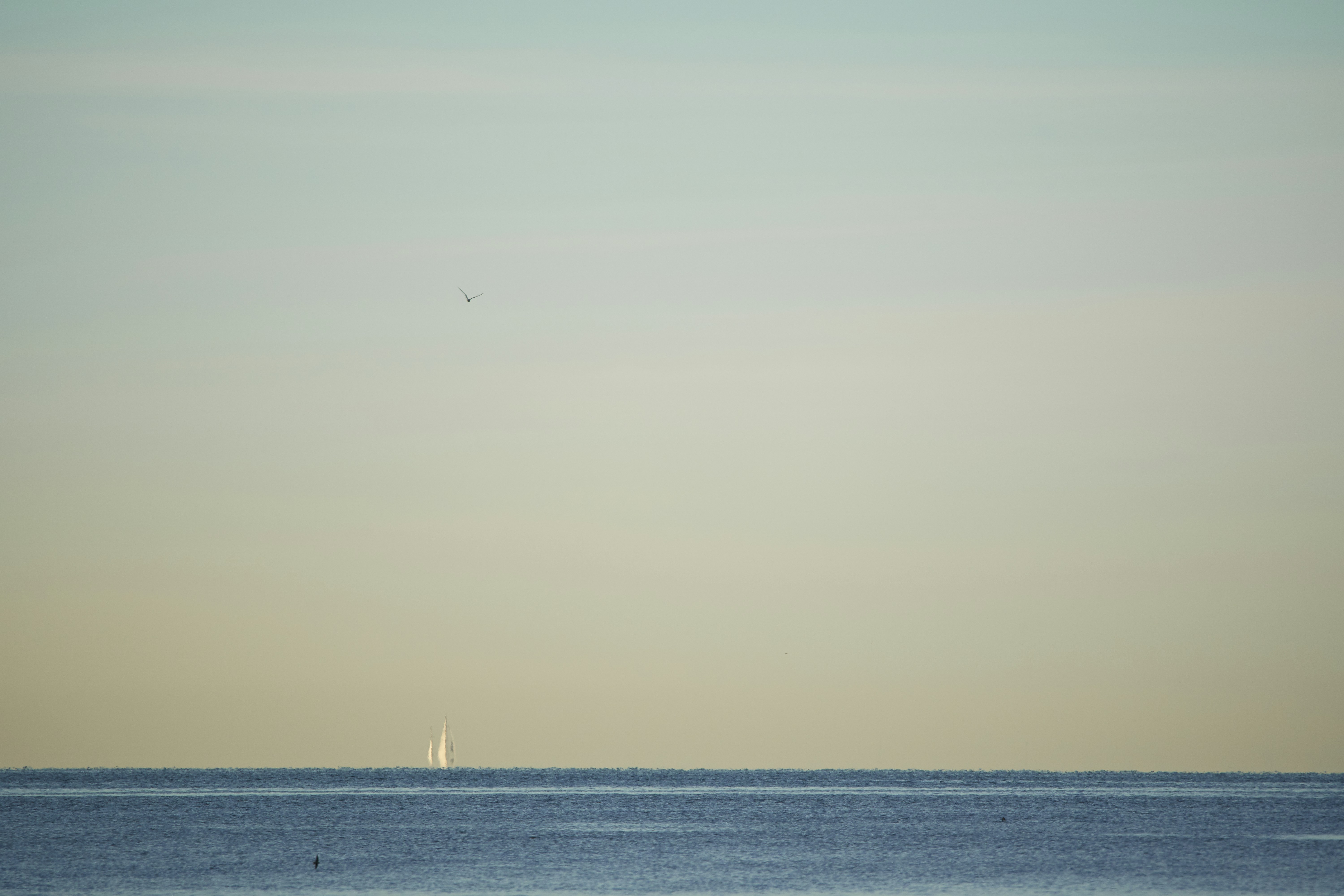 Photo by wolfgang_hasselmann