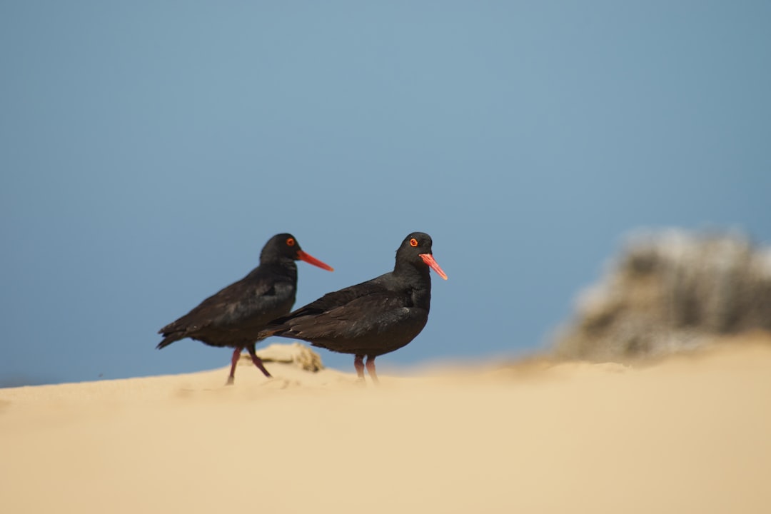 black bird on brown sand during daytime