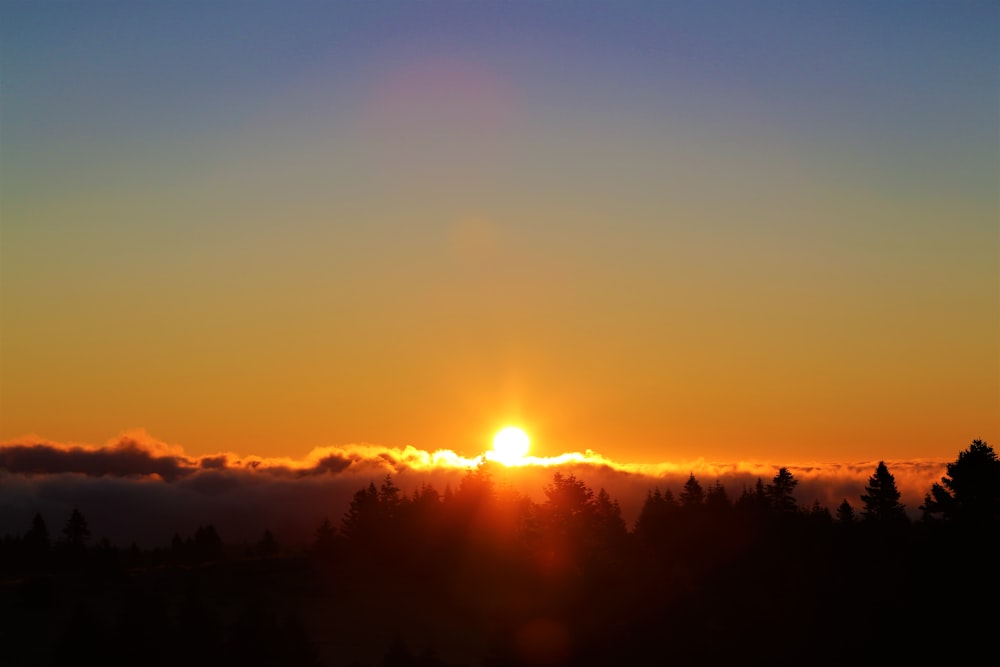 Silueta de árboles durante la puesta del sol