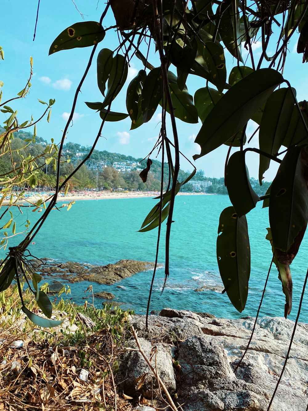 green banana tree near body of water during daytime