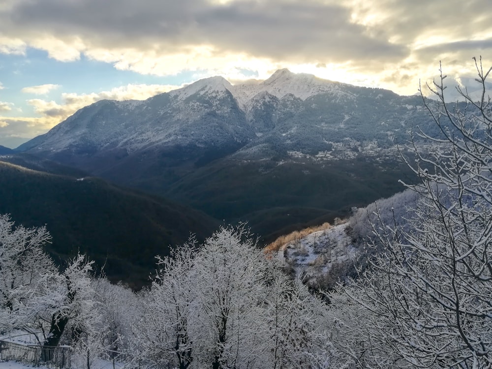 snow covered trees and mountains during daytime