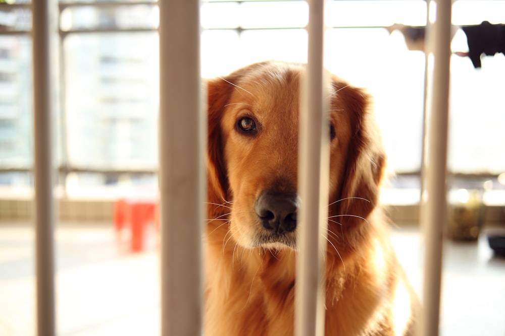 a dog is looking through the bars of a gate