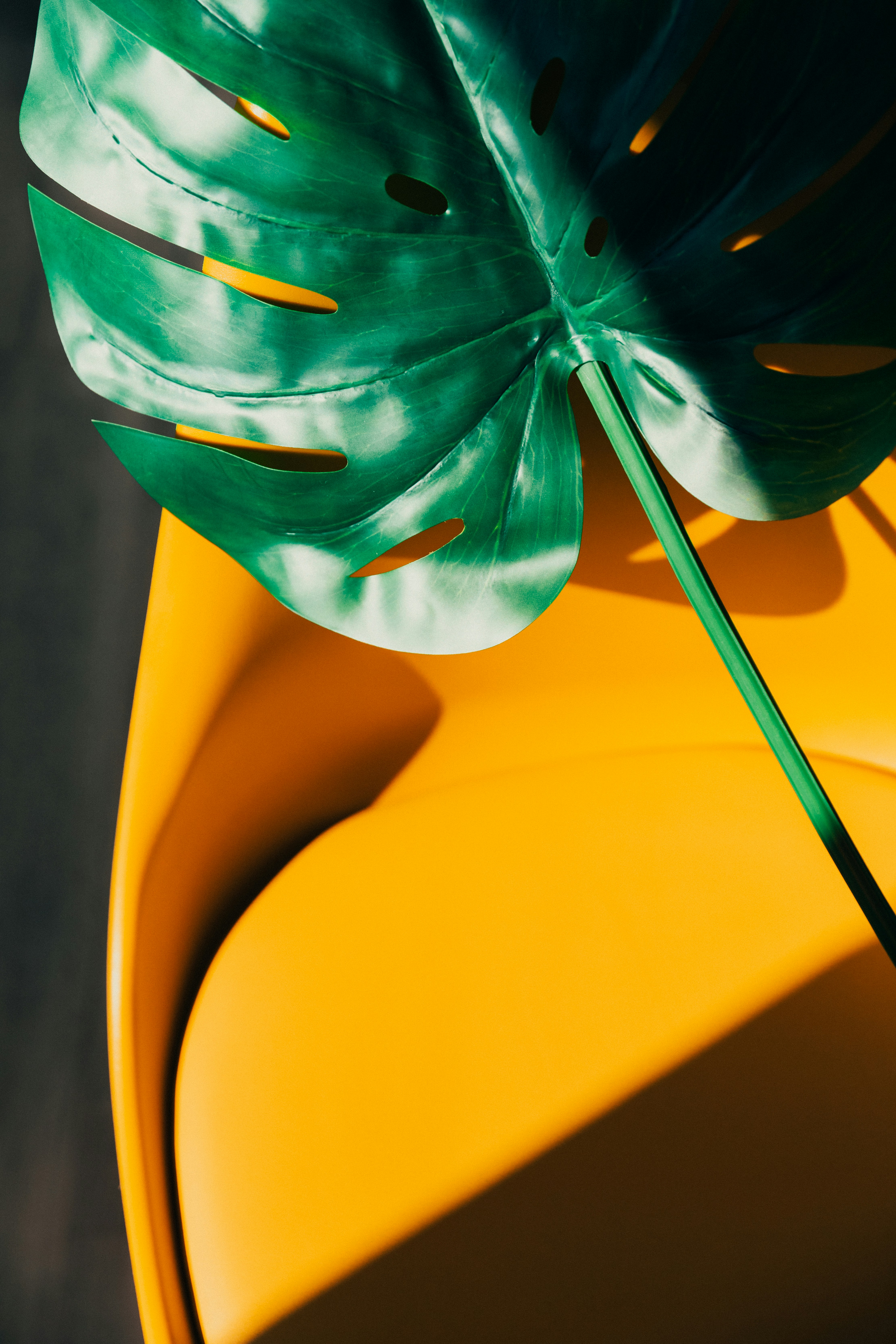 Green swiss cheese plant on top of a yellow chair