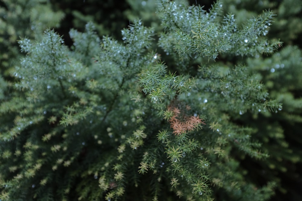 green pine tree in close up photography