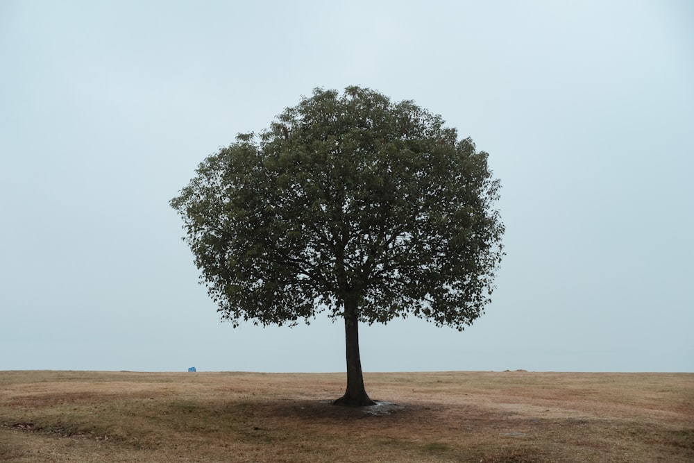 green tree on brown field under blue sky during daytime