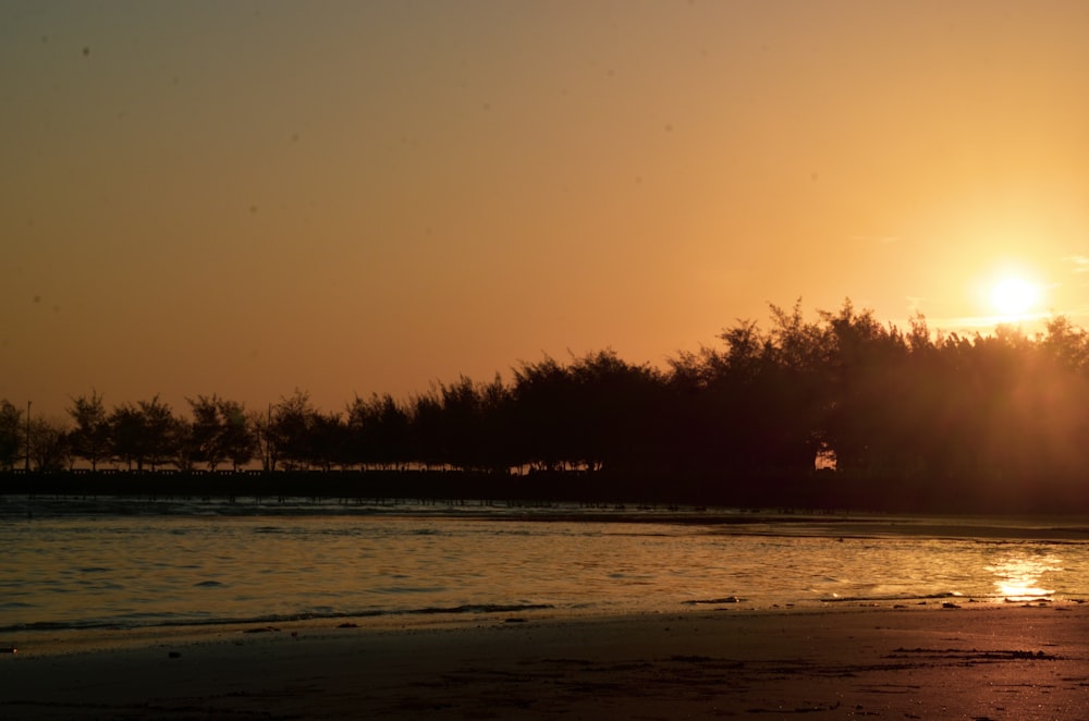 silhouette of trees near body of water during sunset