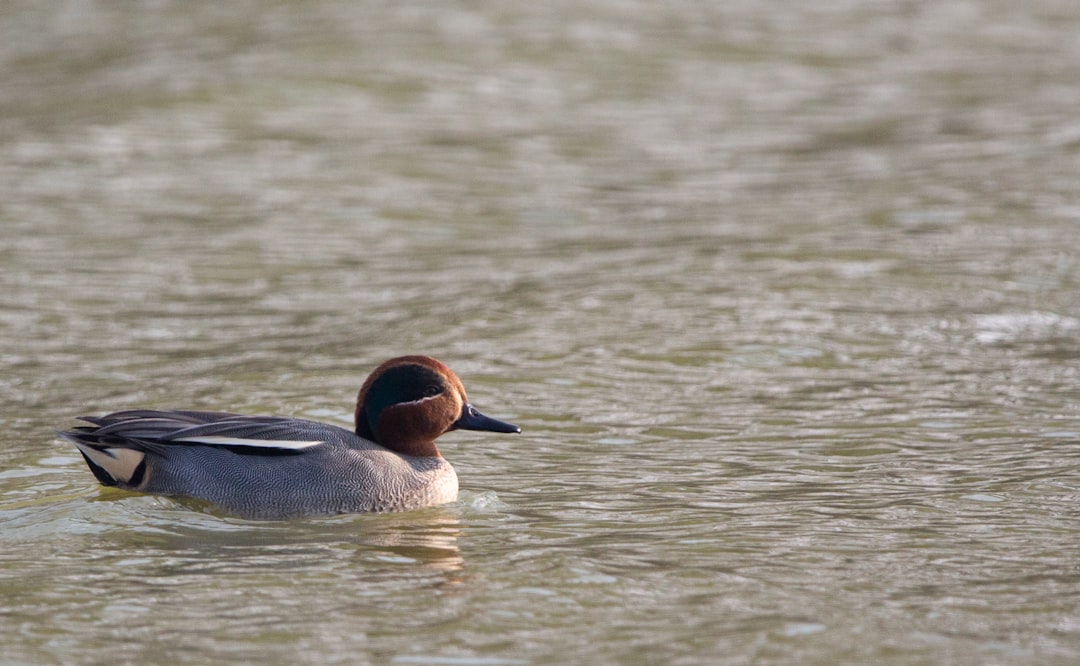 brown and gray duck on water during daytime