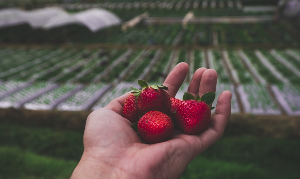 person holding red strawberries during daytime