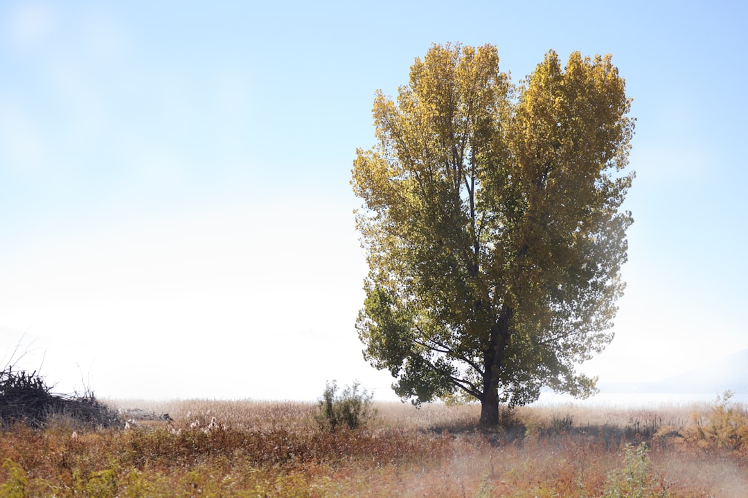 green tree on brown grass field during daytime