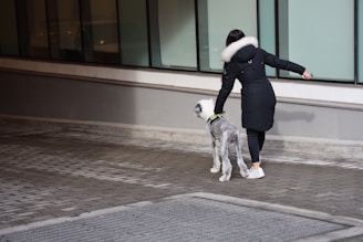 A person in a dark coat with a fur-lined hood walks a dog with a distinct spotted coat along a pavement beside a building with large windows.