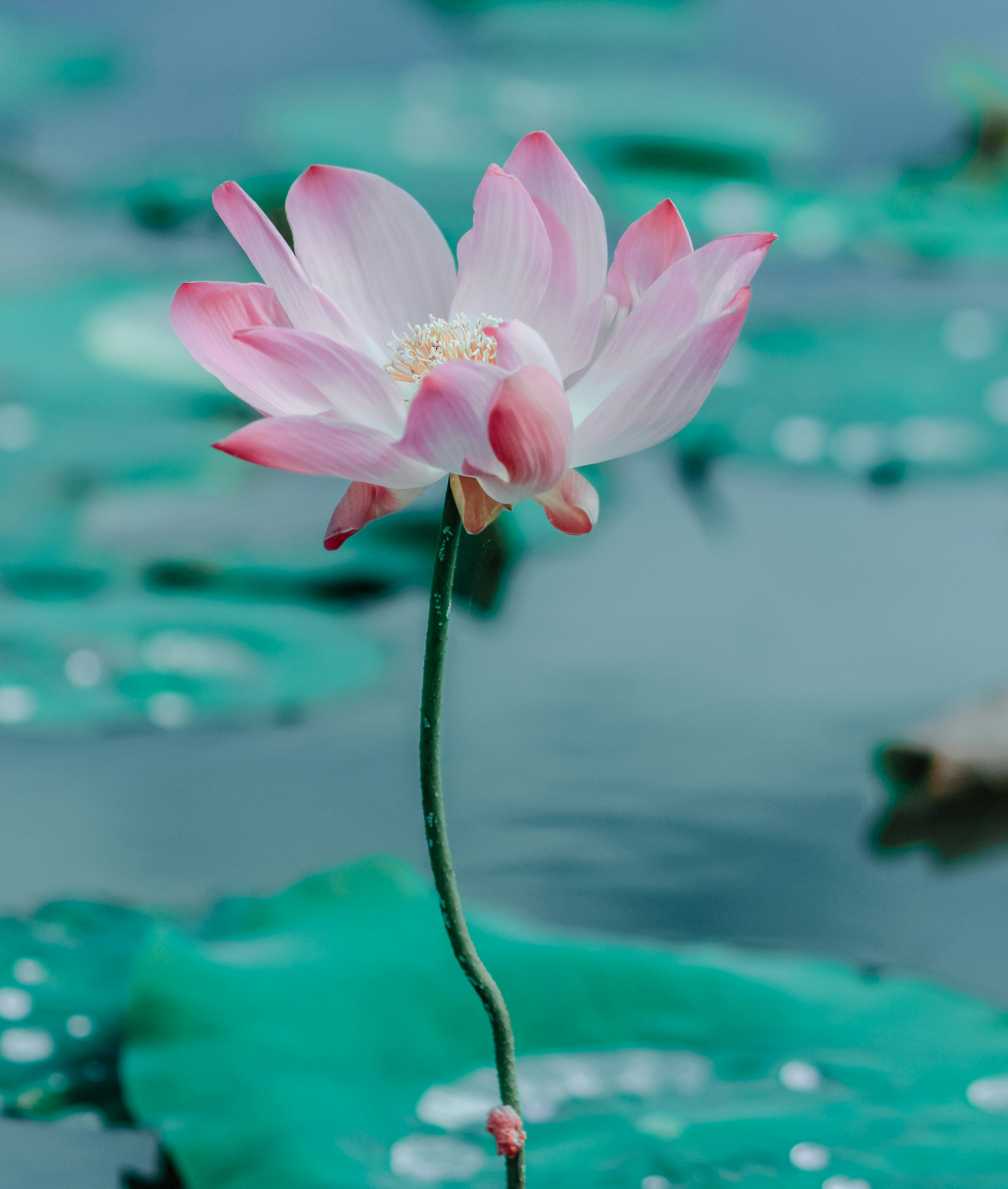 昼間に咲くピンクの蓮の花の写真 Unsplashの無料写真