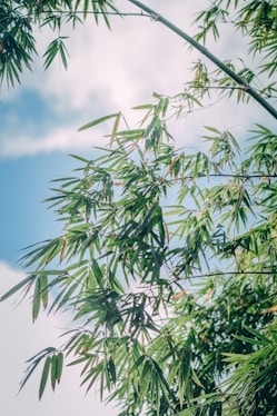 green leaves under blue sky during daytime