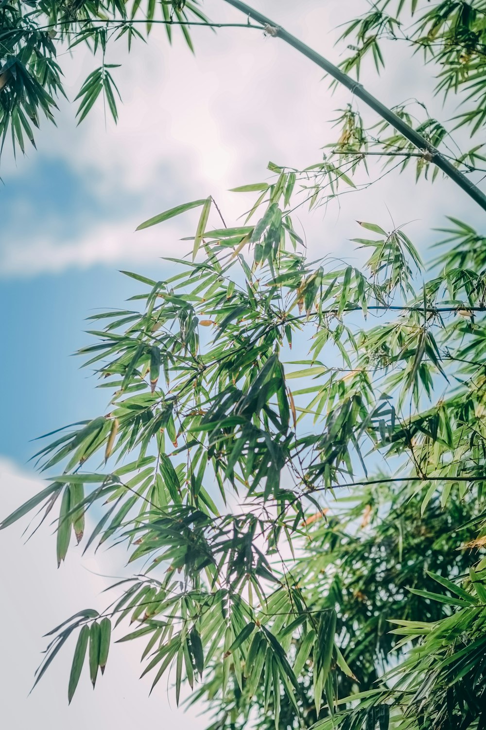 hojas verdes bajo el cielo azul durante el día