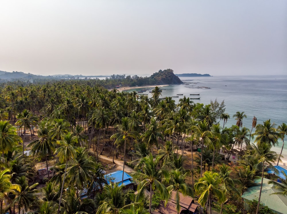 green palm trees near body of water during daytime