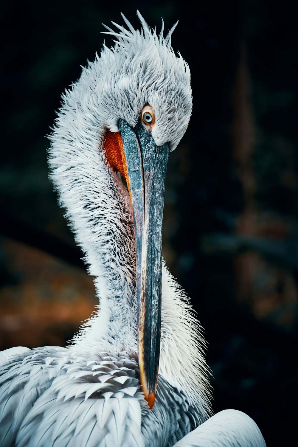 white pelican in close up photography