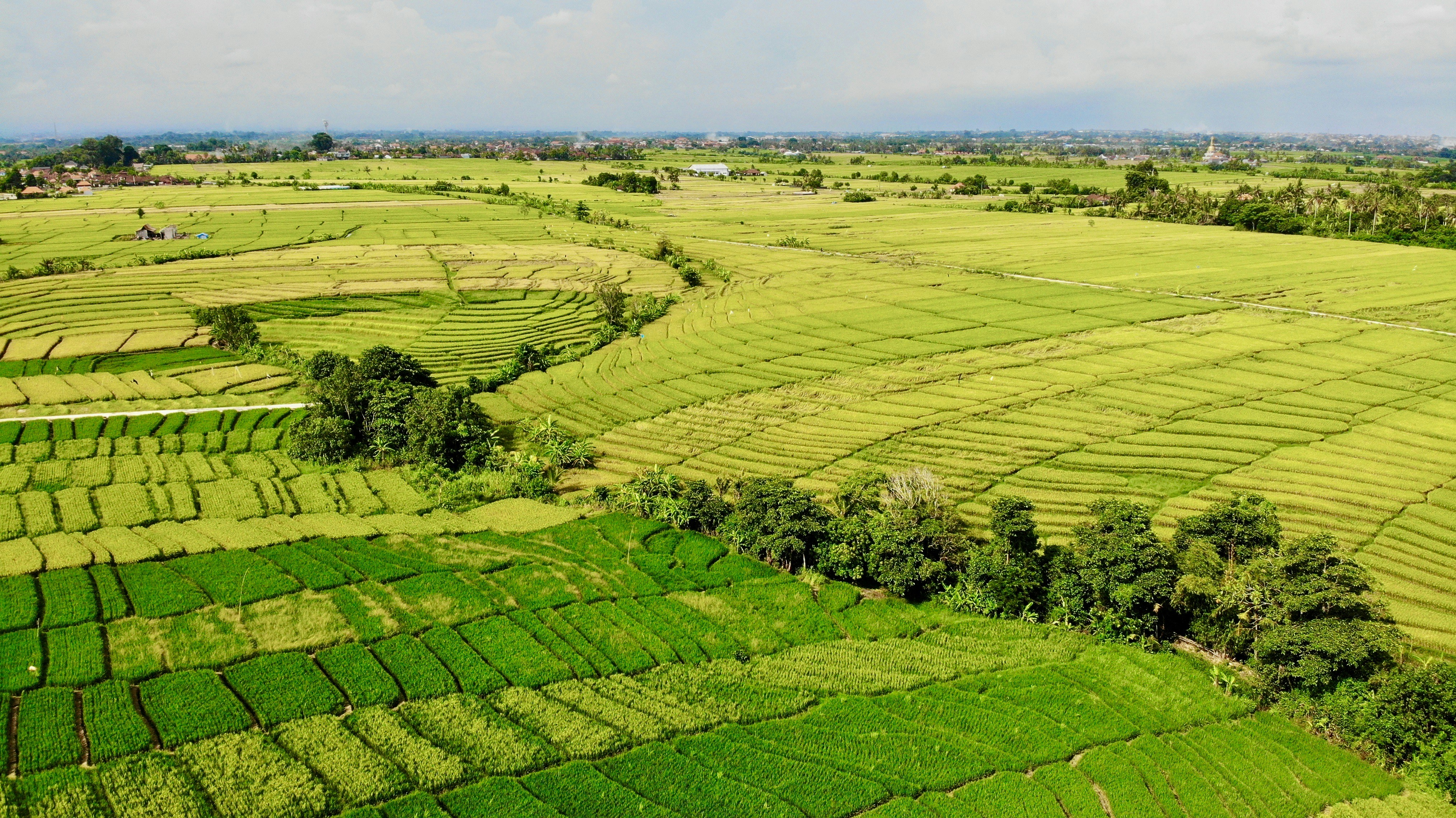 green grass field during daytime