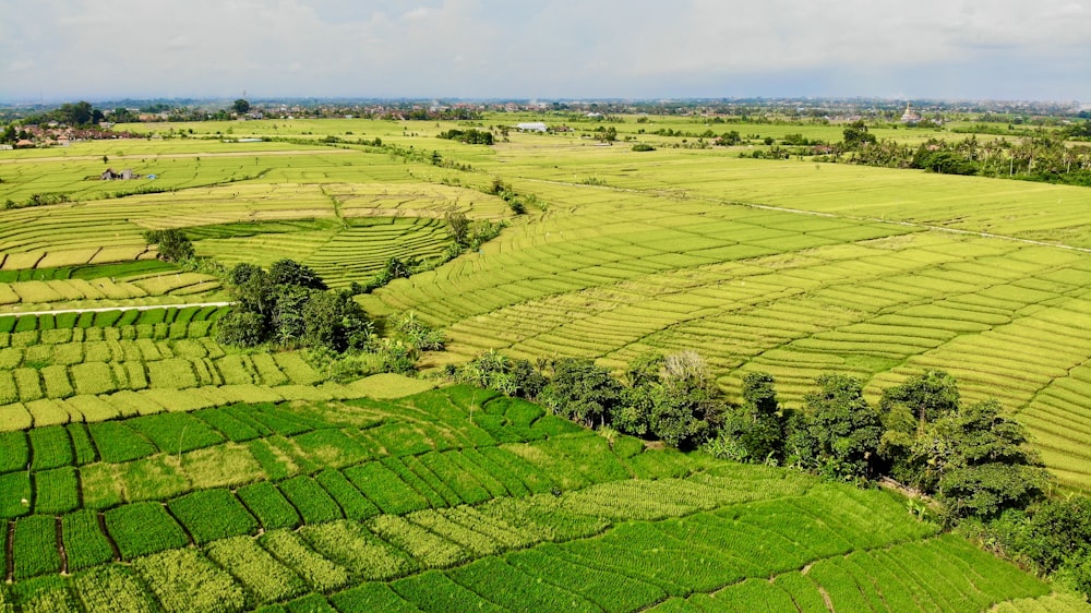 green grass field during daytime