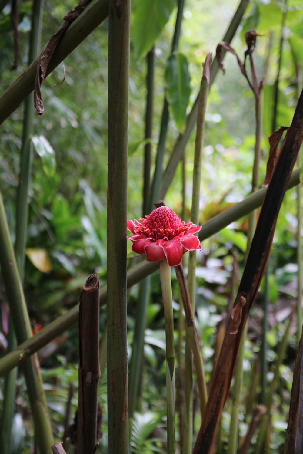 pink flower in tilt shift lens