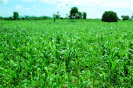 A technician consulting with a farmer in the field, pointing to healthy crops.