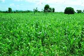 A vibrant farm field showcasing healthy crops nourished with organic fertilizer.