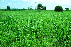 A farmer inspecting healthy crops in a vibrant green field