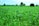 Farmer inspecting healthy crops in a vast green field under clear skies.