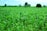 A farmer inspecting healthy organic crops in a lush green field.