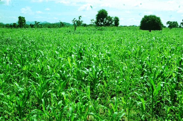 Photo of a lush green farm field at sunrise, highlighting healthy crops.