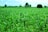 Farmer inspecting healthy crops in a vast green field under clear skies.