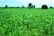 A farmer inspecting healthy crops in a lush green field under a clear blue sky.