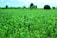 A farmer inspecting healthy crops in a lush green field under a clear blue sky.
