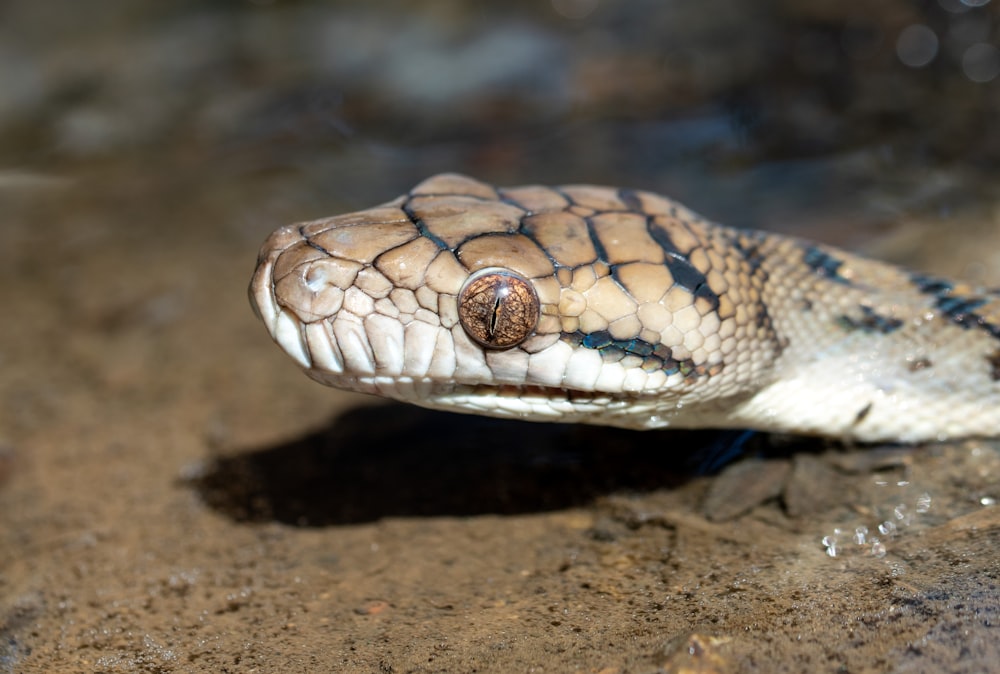 brown and white snake on brown sand