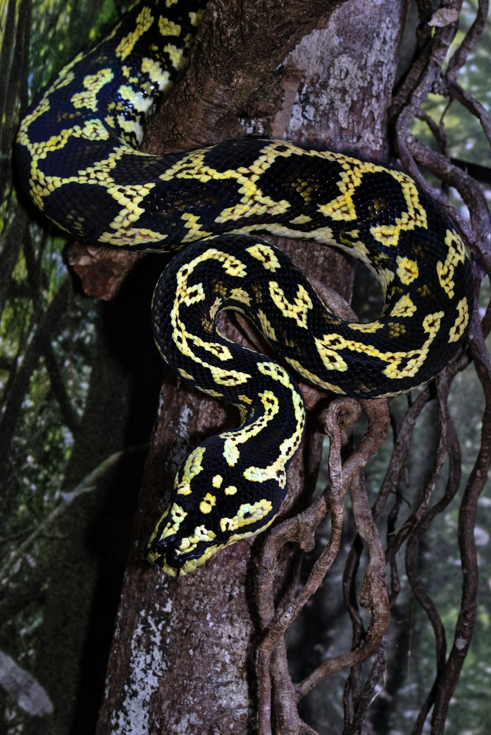 serpiente negra y amarilla en la rama marrón del árbol