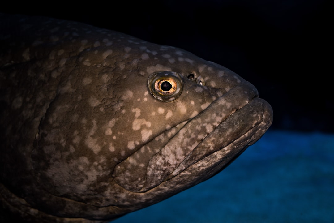 black and brown fish in water