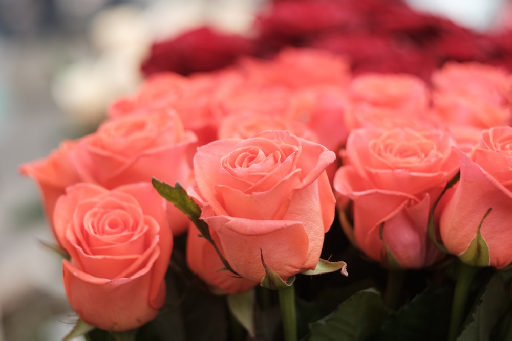 pink roses in close up photography