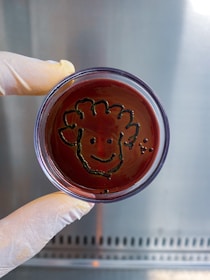 A gloved hand holds a petri dish with a red medium inside, featuring a playful drawing of a smiling face using a dark substance.