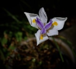 An artistic close-up shot of a flower, marked with Korback's copyright watermark.