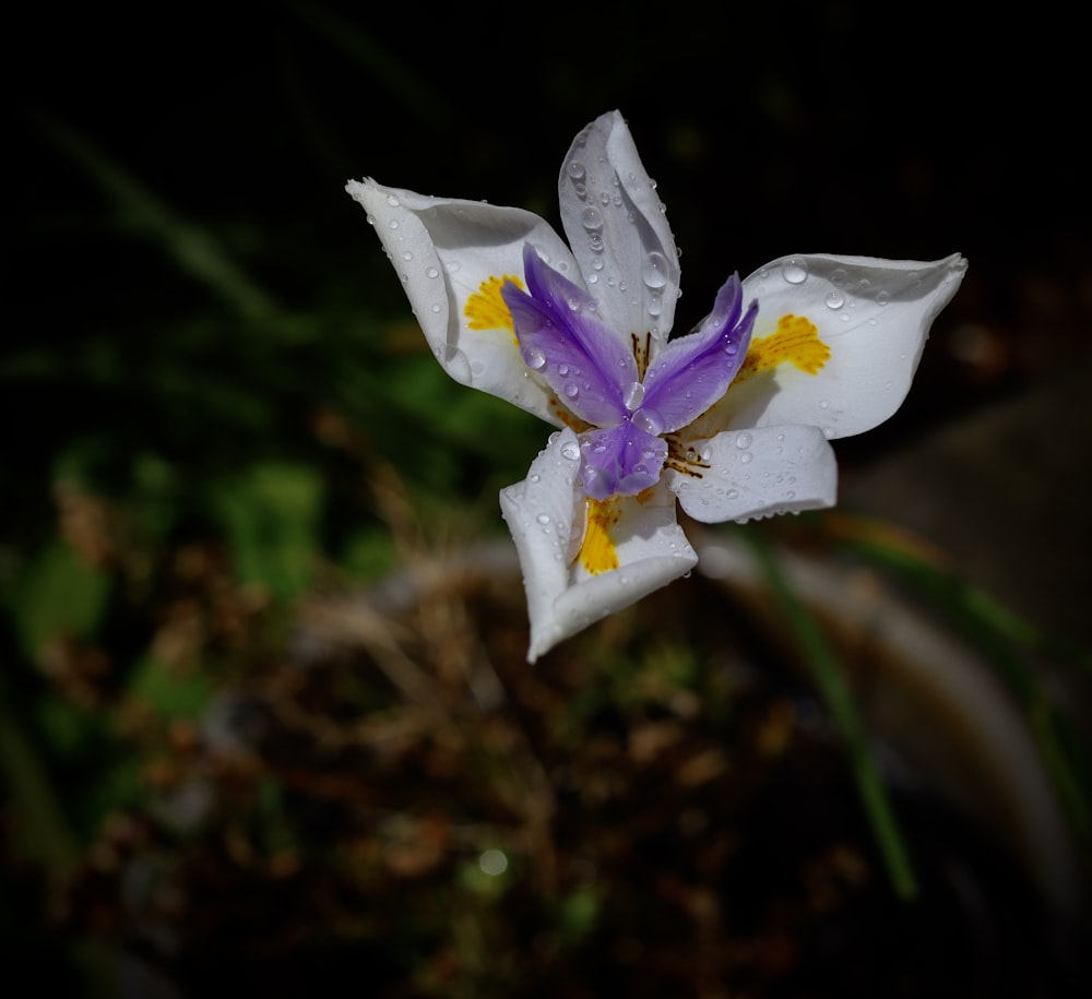 white and purple flower in close up photography