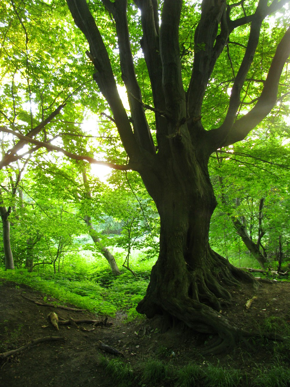 green trees on forest during daytime