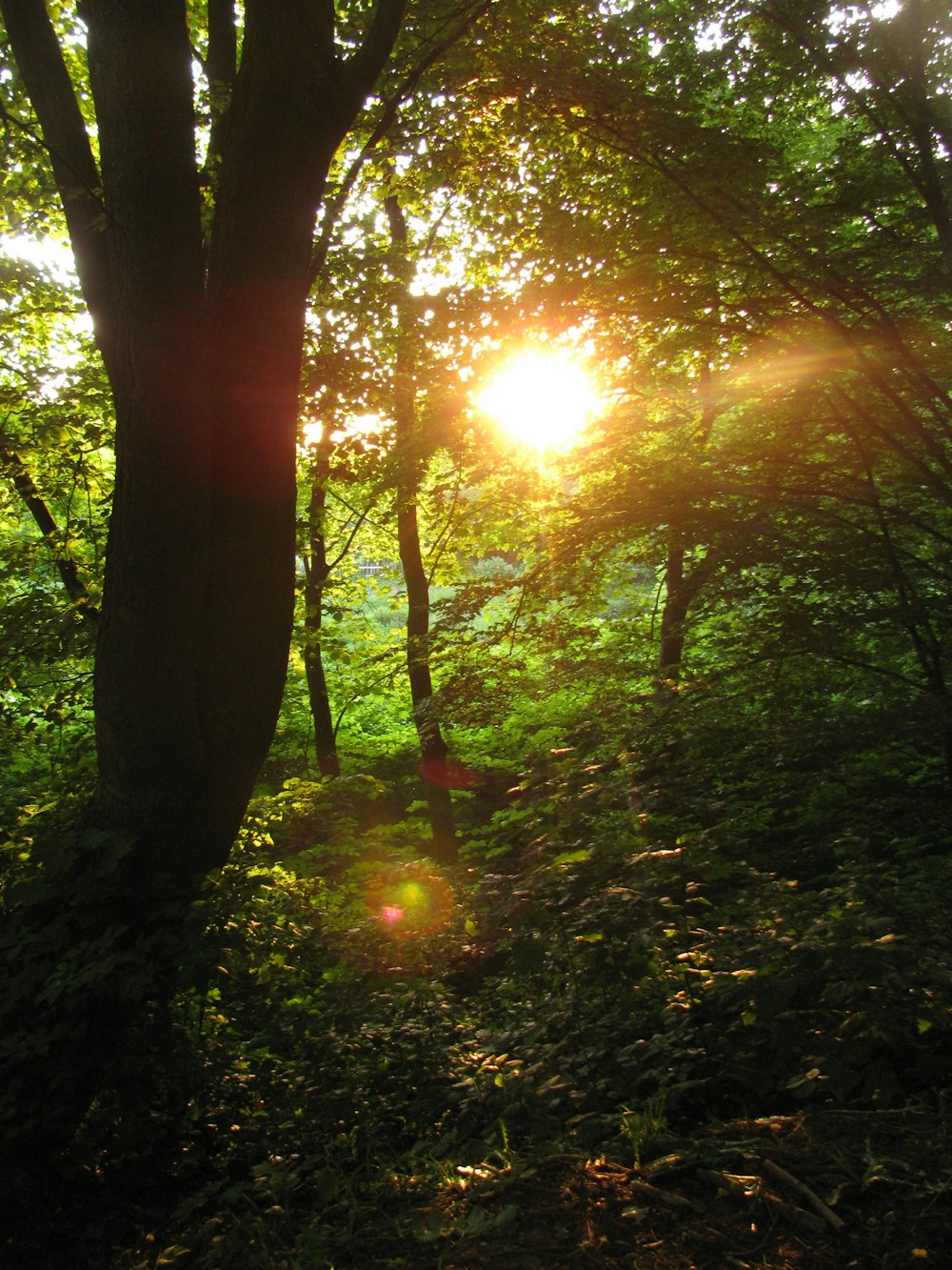 sun rays coming through trees