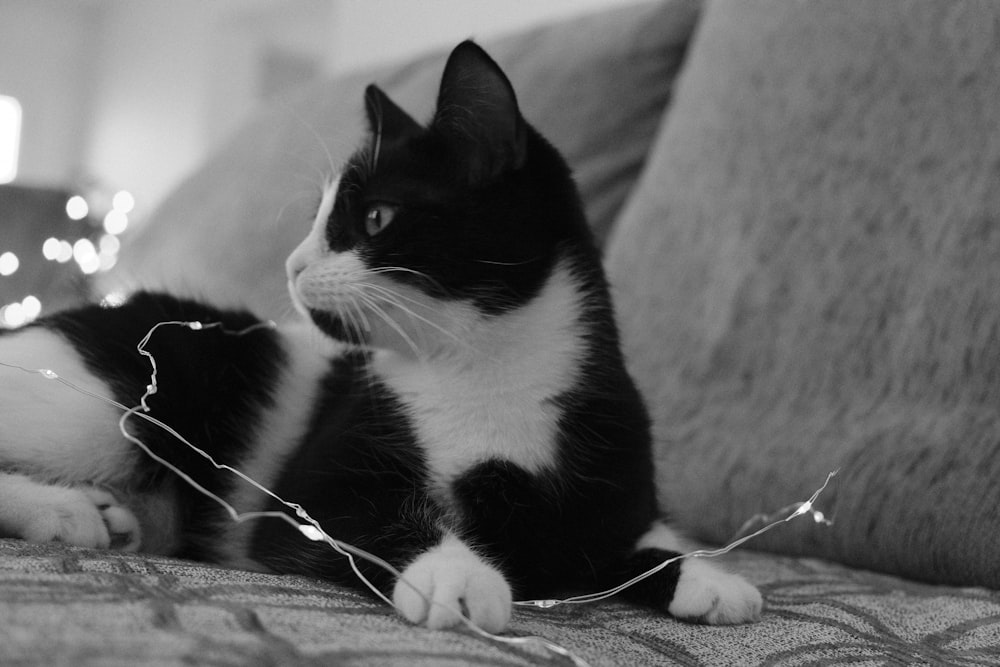 tuxedo cat lying on textile